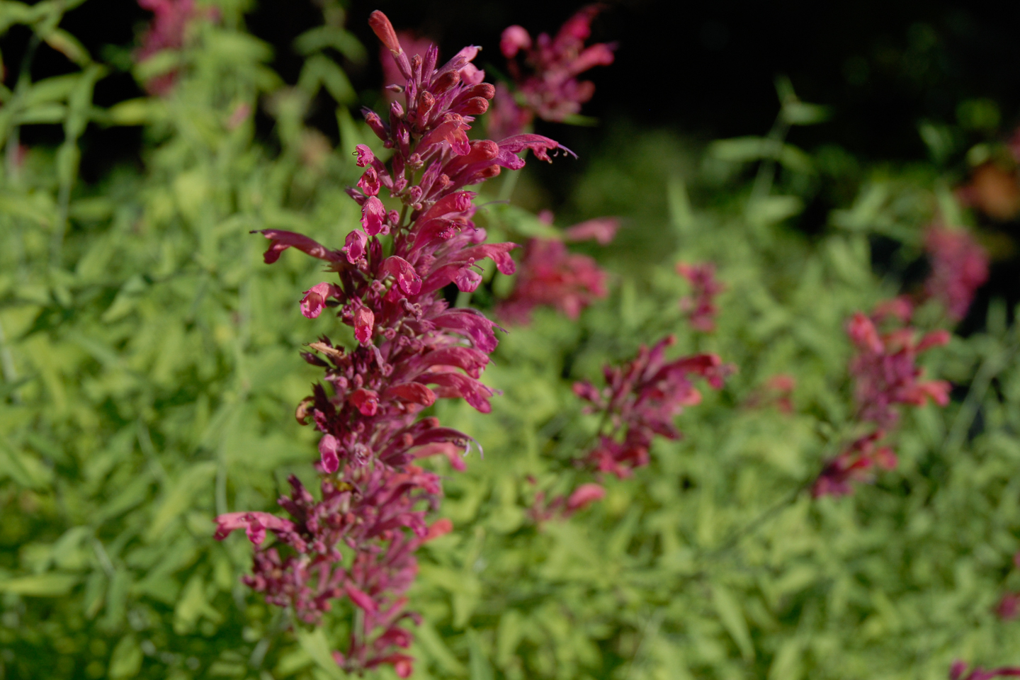 Sonoran Sunset Hyssop